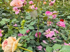 -人民公园(罗湖区)