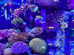 -暹罗海洋世界