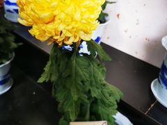 -杭州植物园