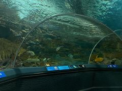 -上海海洋水族馆