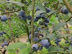 -金谷域澳洲庄园