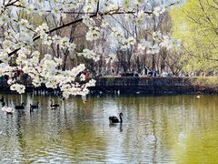 -长白岛森林公园