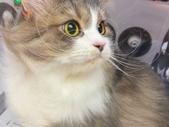 -FAELING PETS美天灵宠物(富力广场店)