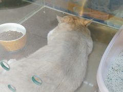 -FAELING PETS美天灵宠物(富力广场店)