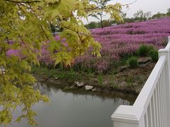 -花开海上生态园
