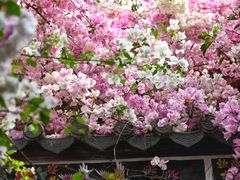 -深圳国际园林花卉博览园