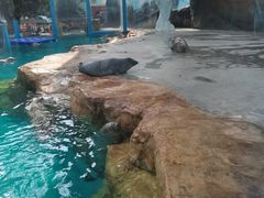 -海合安成都极地海洋公园