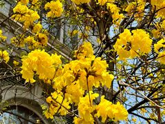 -四川大学(华西校区)