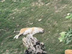 -西霞口神雕山野生动物世界