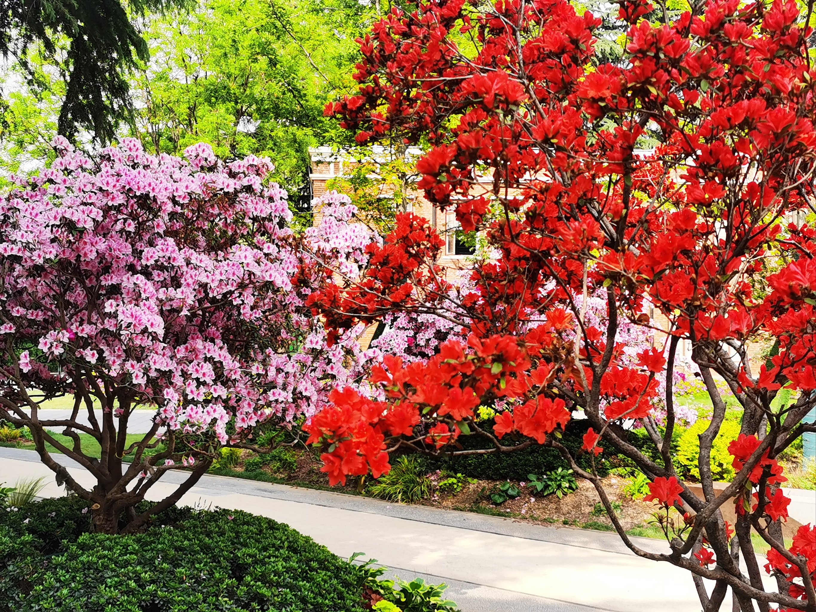 杜鹃花的照片真实图片