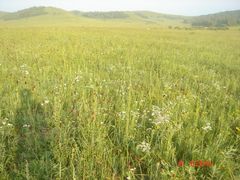 -塞罕坝国家级自然保护区