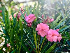 -墨尔本皇家植物园