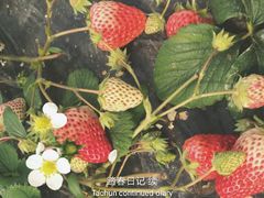 -喜杨洋草莓采摘园