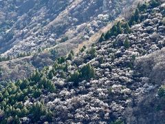 -北京鹫峰国家森林公园