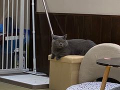 -逗柴咖啡屋·狗咖猫咖宠物桌游