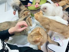 -COLOR PETS 撸猫馆·购猫·猫咖(长风大悦城店)