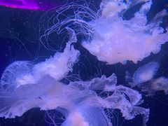 -欢乐海岸海洋奇梦馆