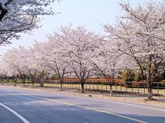 -高东镇樱花园