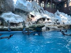 -帝企鹅自助餐厅•儿童岛•真企鹅(长隆企鹅酒店)