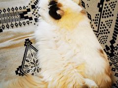 -平行世界·猫咖(首经贸店)