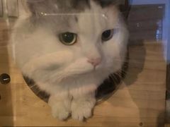 -Mr.Fox狐狸先生超级密室(南山店)