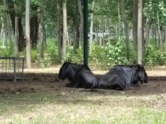 -秦皇岛野生动物园