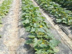 -上膳源有机农场