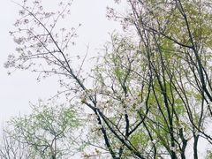 -上海滨江森林公园