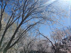 -桃花堤公园