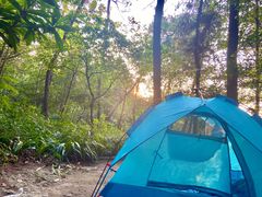 -铁山坪森林公园