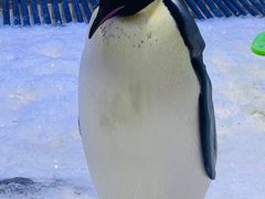 -上海海昌海洋公园