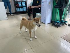 -瑞派动物医院·猫专科·至诚(江南中分院)