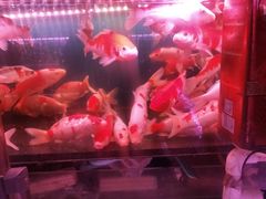 -花鸟鱼虫鲜花绿植市场(玉泉路店)
