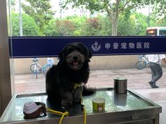 -申普宠物医院·眼科·心内科·影像科(普陀分院)