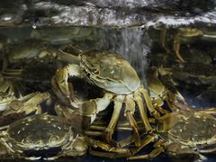 -阳澄湖大闸蟹·琼灵阁牌品牌连锁(吴中总店)