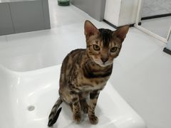 -糯米喵星人·撸猫猫舍咖啡馆(西市场嘉华店)