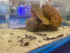 -上海海洋水族馆