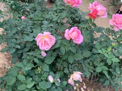 -人民公园(罗湖区)