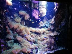 -悉尼海洋生物水族馆
