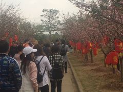 -天适樱花悠乐园