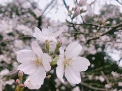 -武汉大学-樱园