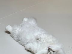 -小猫来了·猫咪专售(红山六九七九店)