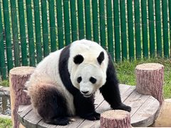 -沈阳森林动物园