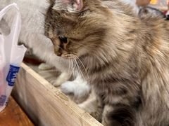 -猫小院猫主题餐厅(南锣旗舰店)