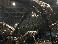 -世界恐龙谷景区