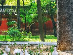 -洛阳白马寺