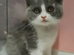 -糯米喵星人总部直营旗舰店·猫舍·幼猫出售