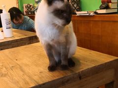 -李小姐の猫咖啡馆(五角场店)