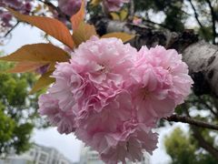 -宜兴龙背山森林公园