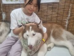 -星多哈·狗咖·拼豆·咖啡